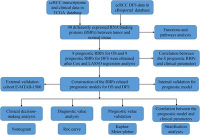 Transcriptome Analyses Identify an RNA Binding Protein Related Prognostic Model for Clear Cell Renal Cell Carcinoma